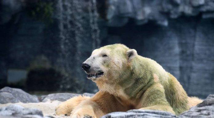 First Tropical Polar Bear Dies Aged 27 in Singapore Zoo