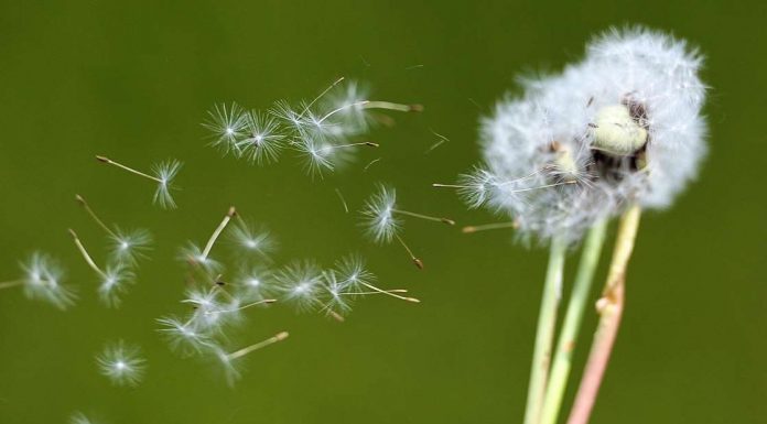 ‘Allergy explosion’ caused by record-levels of pollen