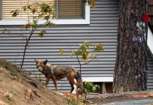 Many animals are shifting from day to night to avoid people