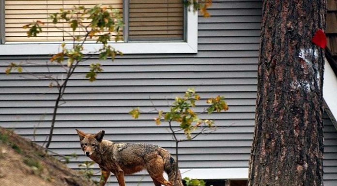 Many animals are shifting from day to night to avoid people