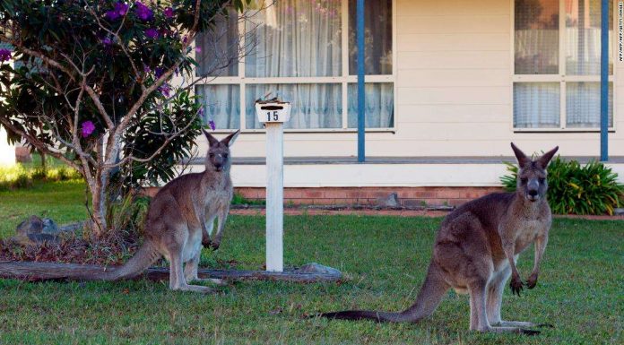 Australia relaxes kangaroo protections as New South Wales battles drought