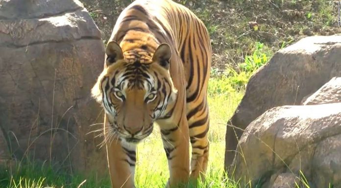 India’s top court approves shoot-to-kill order for man-eating tiger