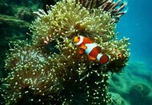 India’s first underwater museum to open off Puducherry coast soon!