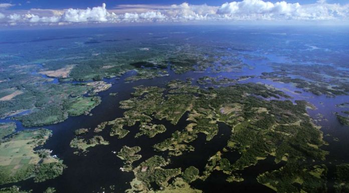 Trees release flammable methane – here’s what that means for climate