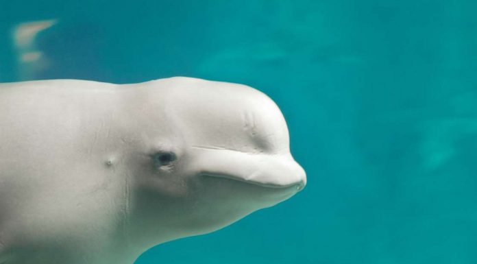 Whale with harness could be Russian weapon, say Norwegian experts