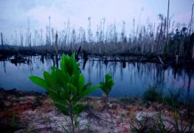 Almost 600 plants have gone extinct in last 250 years: report