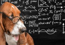 The New Formula to Calculate Your Dog’s Age in Human Years