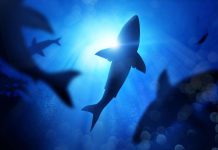 Oceans losing oxygen at unprecedented rate, experts warn