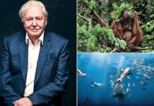 SIR DAVID ATTENBOROUGH: The delicate balance of the Earth is failing