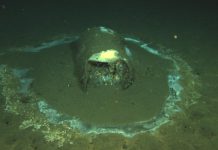 How scientists uncovered a massive underwater waste dump off Los Angeles