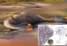 Scientists find 125M year-old dinosaur that has organic molecules