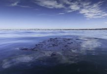 Oil washes ashore in Southern California as 126,000 gallons from spill threaten wildlife