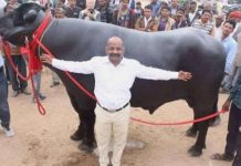 Meet ‘Bheem’, India’s most expensive buffalo, semen price will leave you stunned