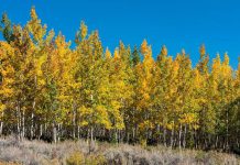 Deer are devouring the world’s largest organism