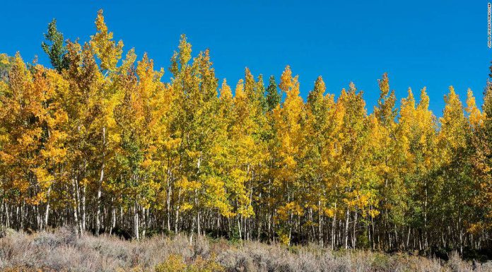 Deer are devouring the world’s largest organism