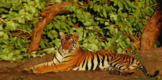 Which country has the deadliest animals?